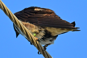Purple Martin